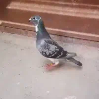 جفت کبوتر|پرنده|باوی, |دیوار