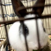 خرگوش کوچولو|موش و خرگوش|علیآباد کتول, |دیوار