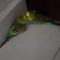 مرغ عشق دستی دوتاش فقط فقط ۴۵۰۰ تخفیفم میدم