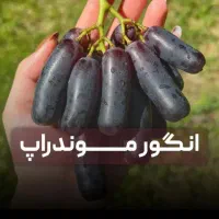 نهــال پـیـوندی سریع الرشد با ضـمانت سلامت