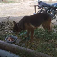سگ ژرمن شپرد