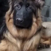 ژرمن ماده شجره دار بلک فیس|سگ|یزد, |دیوار