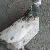 ماده|پرنده|ساوه, |دیوار