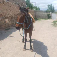 اسب مادیان