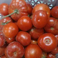 گوجه محلی تازه