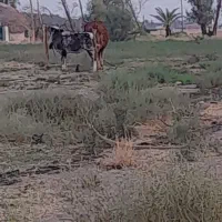 معاوضه