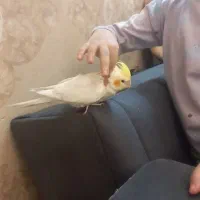 عروس هلندی کاملا دستی|پرنده|مشهد, فرهنگ|دیوار