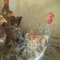 مرغ وخروس|حیوانات مزرعه|تهران, آهنگ|دیوار