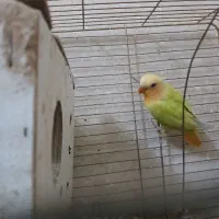 طوطی برزیلی مولد