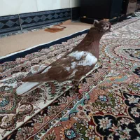 کفتر کارل کاکلی