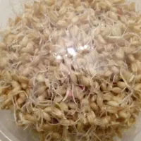 سمنو سنتی خانجون طرقبه