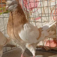 کبوتر زرد دوخط پرشی