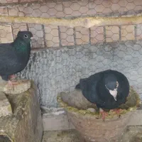 کبوتر کلاغ گوگ