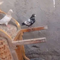 5تا کبوتر