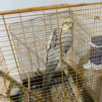 عروس هلندی بالغ نر|پرنده|پاکدشت, پاکدشت (مامازند)|دیوار