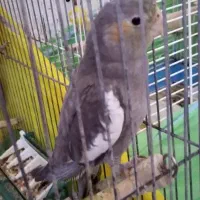 عروس هلندی|پرنده|لاهیجان, کوی خزر|دیوار