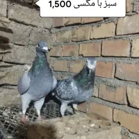 کبوتر آلمانی و تک پر|پرنده|سنگدوین, |دیوار