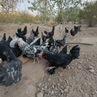 تخم نطفه دار گلین|حیوانات مزرعه|شیراز, بازار|دیوار