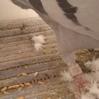 کبوتر پلاکی|پرنده|شهریار, شهرک اداری تندگویان|دیوار