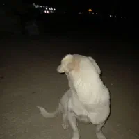 واگذاری سگ|سگ|هشتگرد, شهرک افشاریه|دیوار