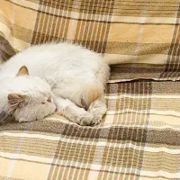 گربه پرشین الفا|گربه|یزد, |دیوار