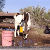 نری پاکستانی.نربز پاکستانی.بز نر|حیوانات مزرعه|جیرفت, |دیوار