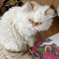 گربه|گربه|فولادشهر, C2|دیوار