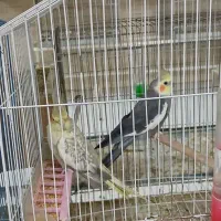 یک جفت عروس هلندی خاکستری گمشده