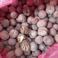 گردو تازه