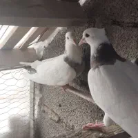 طوقی جوانه|پرنده|بیستون, |دیوار