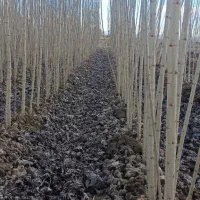 نهال صنوبر نیگرا (اصل)