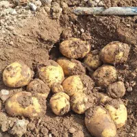 سیب زمینی اگریاse