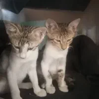 دوعدد بچه گربه اهلی