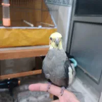 عروس هلندی سخنگو دستی|پرنده|پاکدشت, پاکدشت (مامازند)|دیوار