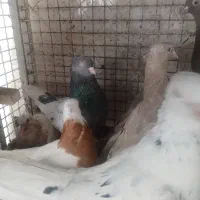 کفتر بهبهانی|پرنده|شیراز, شریفآباد|دیوار