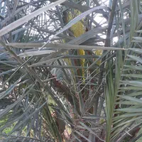 فروش زمین ۱۰۰۰ متری باغی