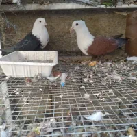 کبوتر کله سفید .مخمل .کربلایی .سینه سیاه.کله ای و|پرنده|مبارکه, |دیوار
