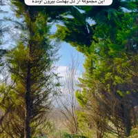 درقلب جنگل  /زمین سنددار درحال ساخت جنگلی/اقساط|فروش زمین و ملک کلنگی|آمل, |دیوار