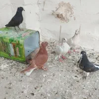 کبوتر پنج عدد