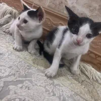 توله گربه