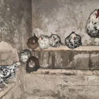 مرغ و خروس گلین و لری|حیوانات مزرعه|جونقان, |دیوار