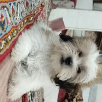 دوتا سگ پاپی بامزه و شیطون|سگ|کاشان, کارگر|دیوار