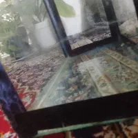 آکواریوم ماهی