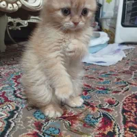 گربه  اسکاتیش (جفت نر و ماده)|گربه|رشت, خمیران زاهدان|دیوار