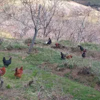 مرغ محلی گلپایگانی وگلین