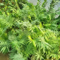 گل طبیعی|گل و گیاه طبیعی|آزادشهر, |دیوار