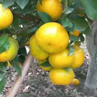 پخش نارنگی تازه چین دویست کیلو و سیصد کیلو
