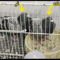 کبوتر مسابقه 500 کیلومتر