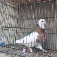 طوقی زرد بیکاکول