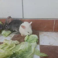 بچه‌ خرگوش لوپ و دو رگه